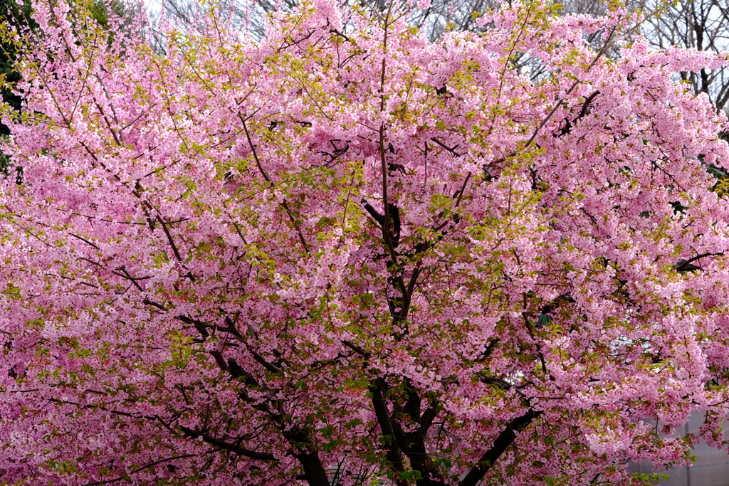 河津桜