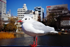鳥さん
