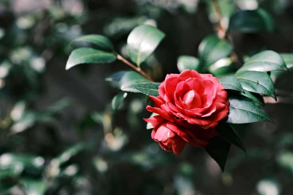花散歩④