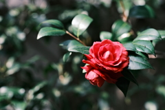 花散歩④