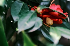 花散歩⑤