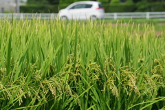 夏も終わりか