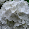 あじさい色彩-白3