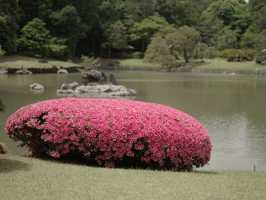 つつじ咲き頃