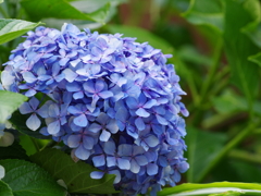 ラスト紫陽花