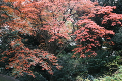 秋紅葉