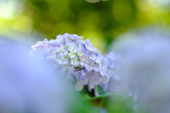 紫陽花寺