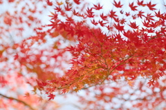 散り際の紅葉