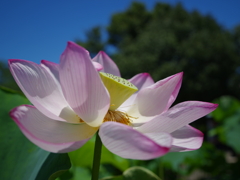 夏の蓮