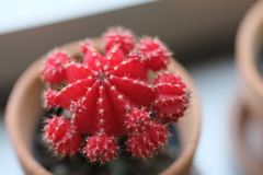 サボ花