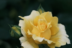 散歩花