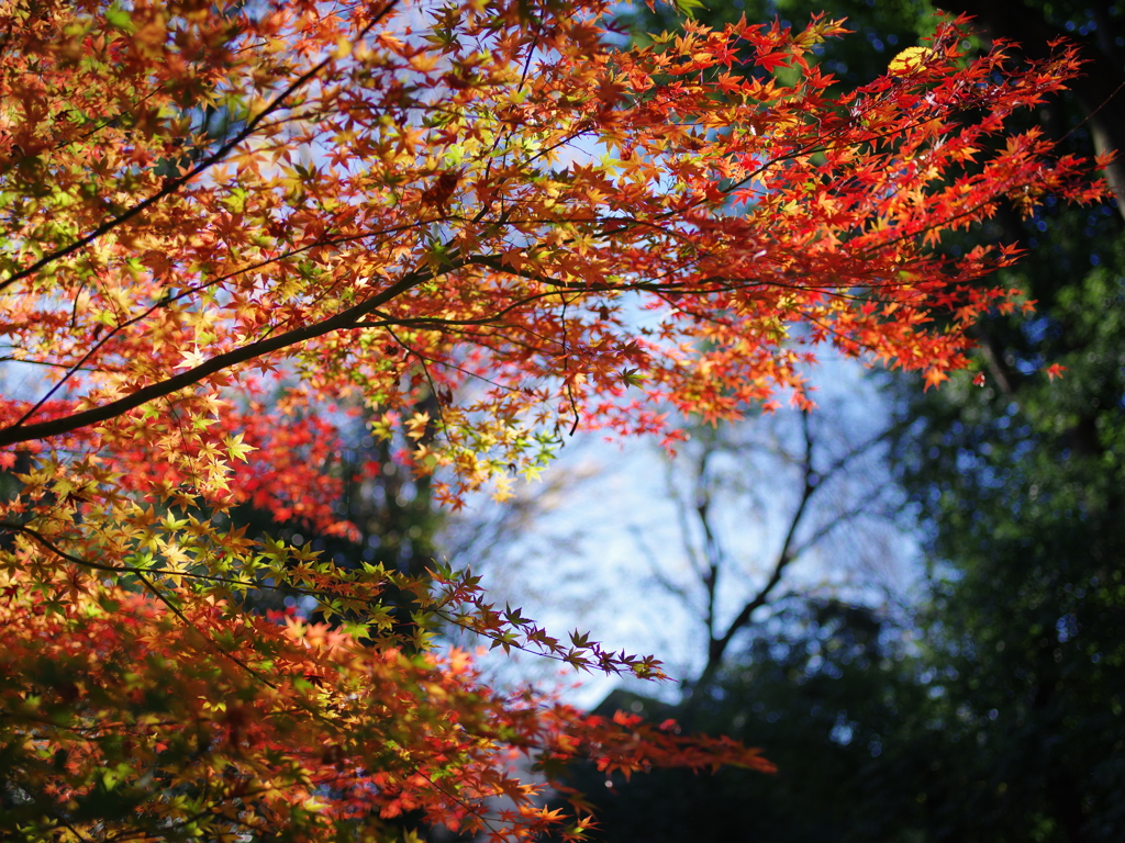 紅葉浴