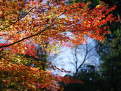 紅葉浴