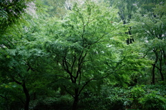 森雨散々