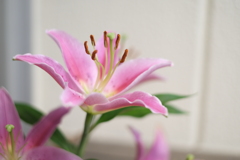淡花色彩
