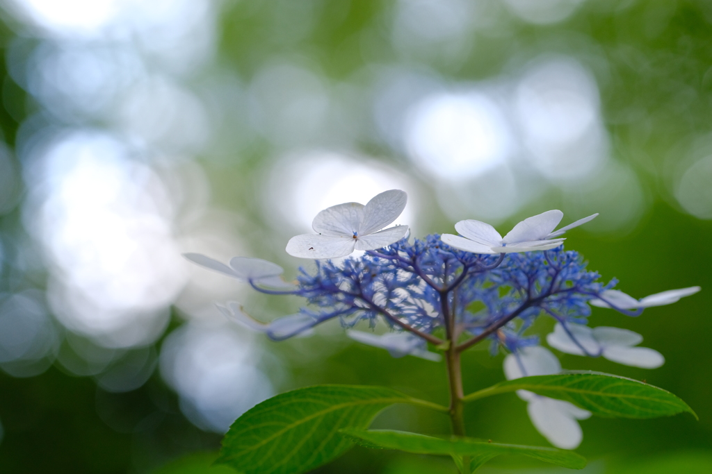 梅雨入り