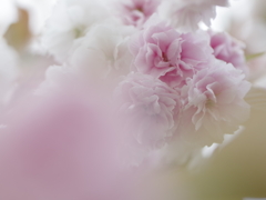 八重桜