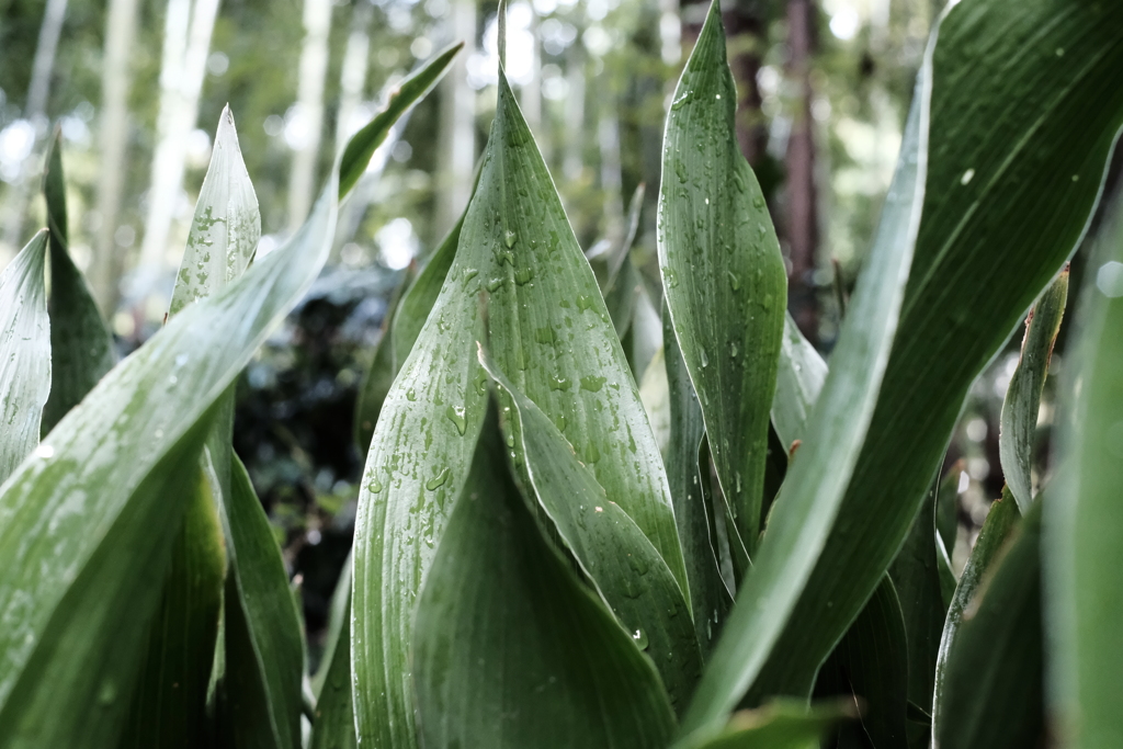 今日も雨