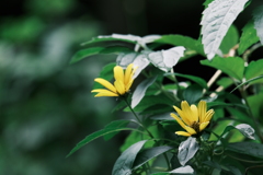 雨後花