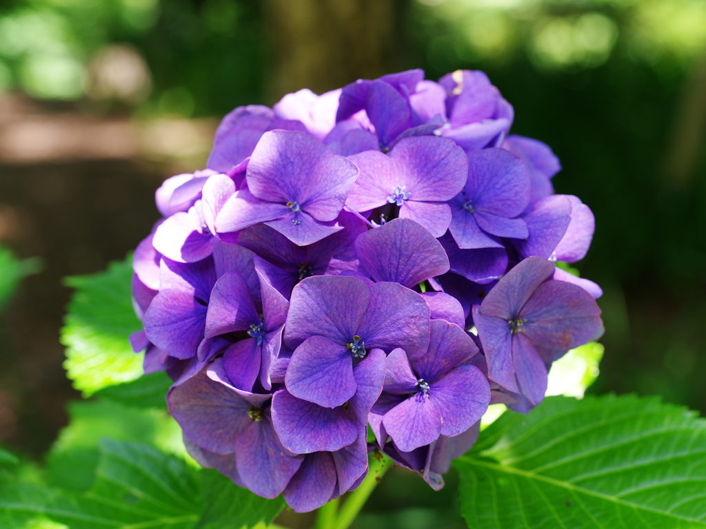 紫陽花通り
