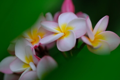 散歩花