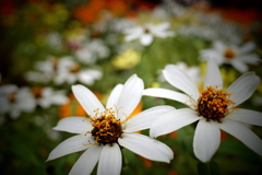 すっかり秋の草花