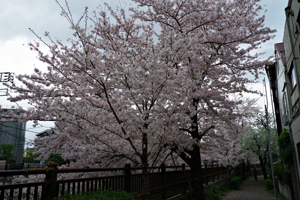 桜散歩