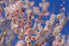 梅散歩