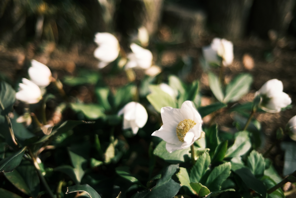 冬の花