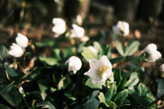冬の花