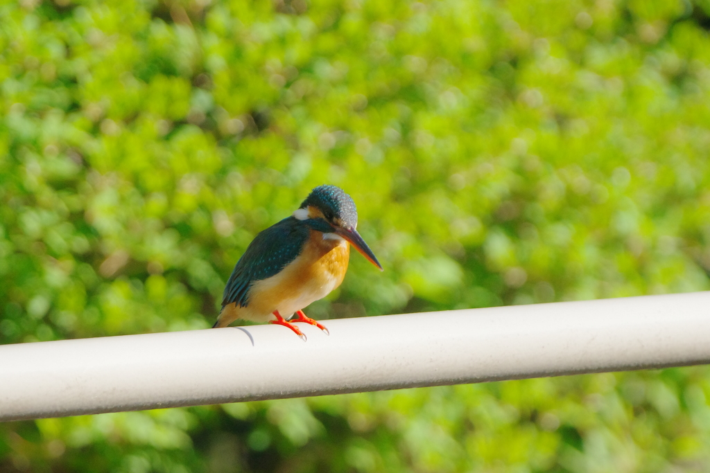 カワセミ