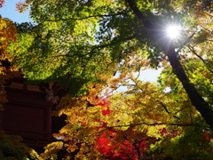 本土寺