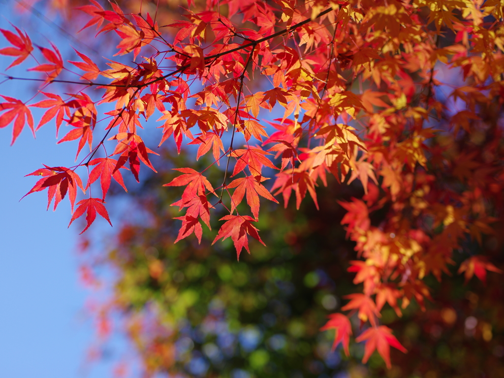 紅葉