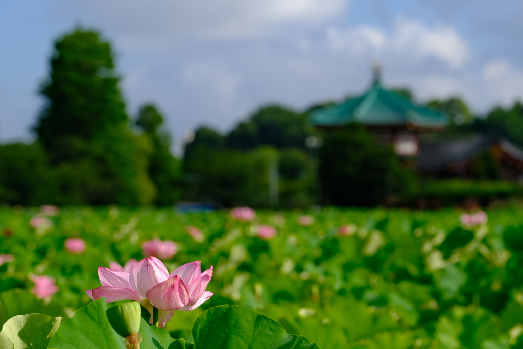 蓮池