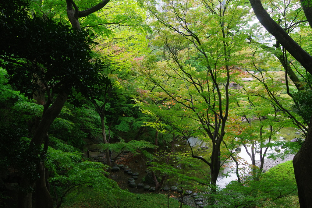 紅葉にはまだ早い