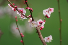 少し遅れて梅開花