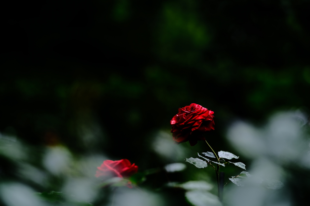 今日は雨　薔薇