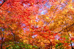 紅葉撮り