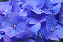 季節の花