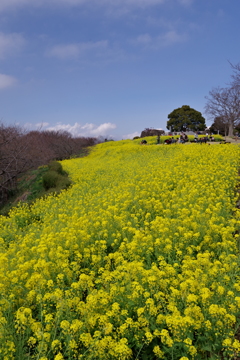 お写ん歩