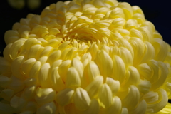 菊②