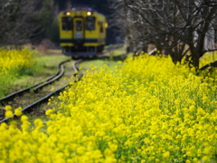 菜の花といすみ鉄道