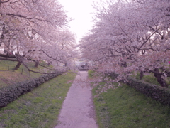 花筏みたい
