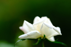 白薔薇
