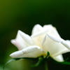 白薔薇