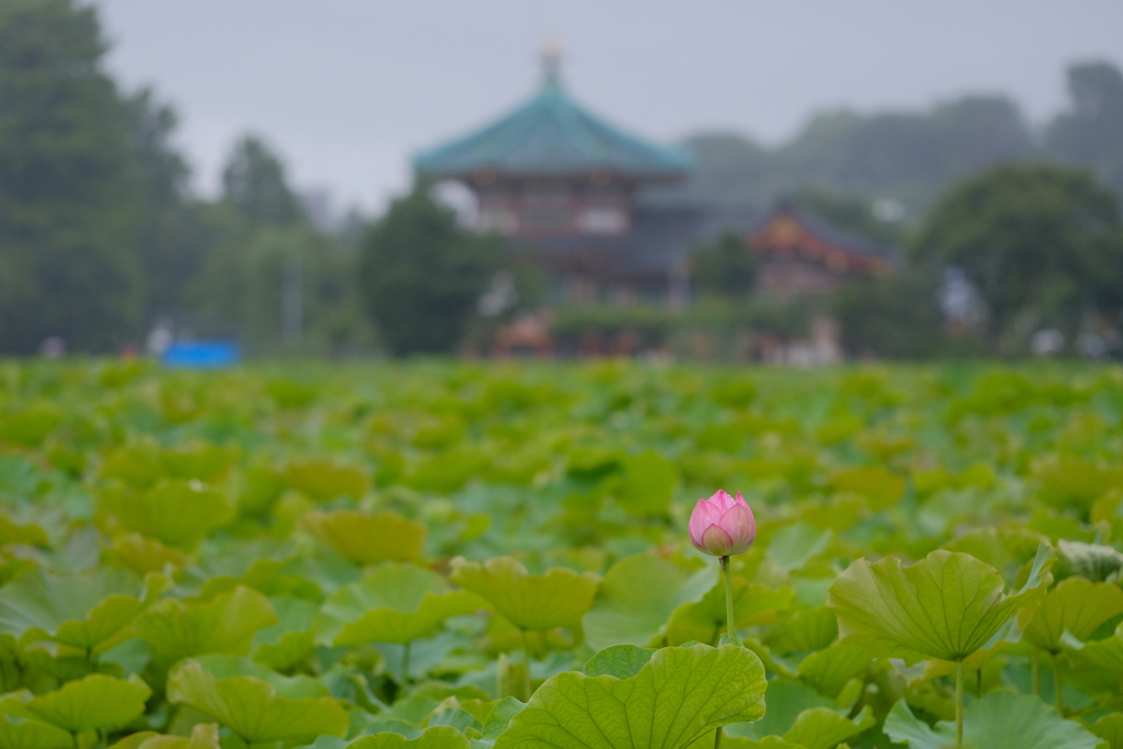 今日も1日雨 一輪の花