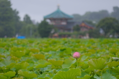 今日も1日雨 一輪の花