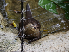 カワウソ
