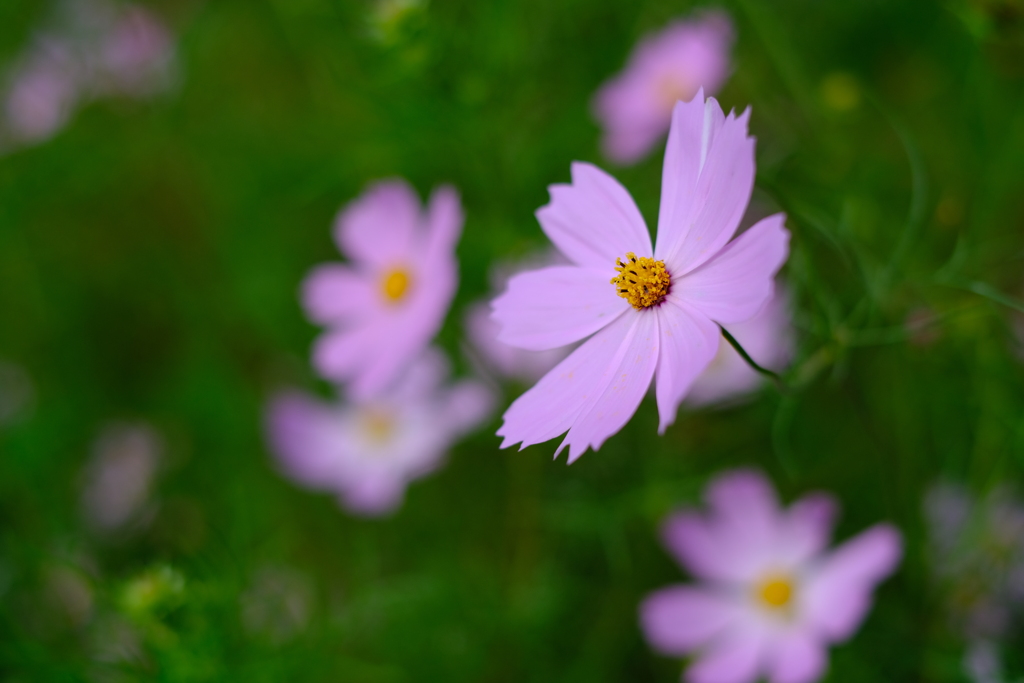 散歩と秋桜