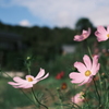 秋桜咲く庭